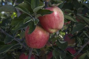 QuincyOrchards_ Ambrosia_0234.jpg